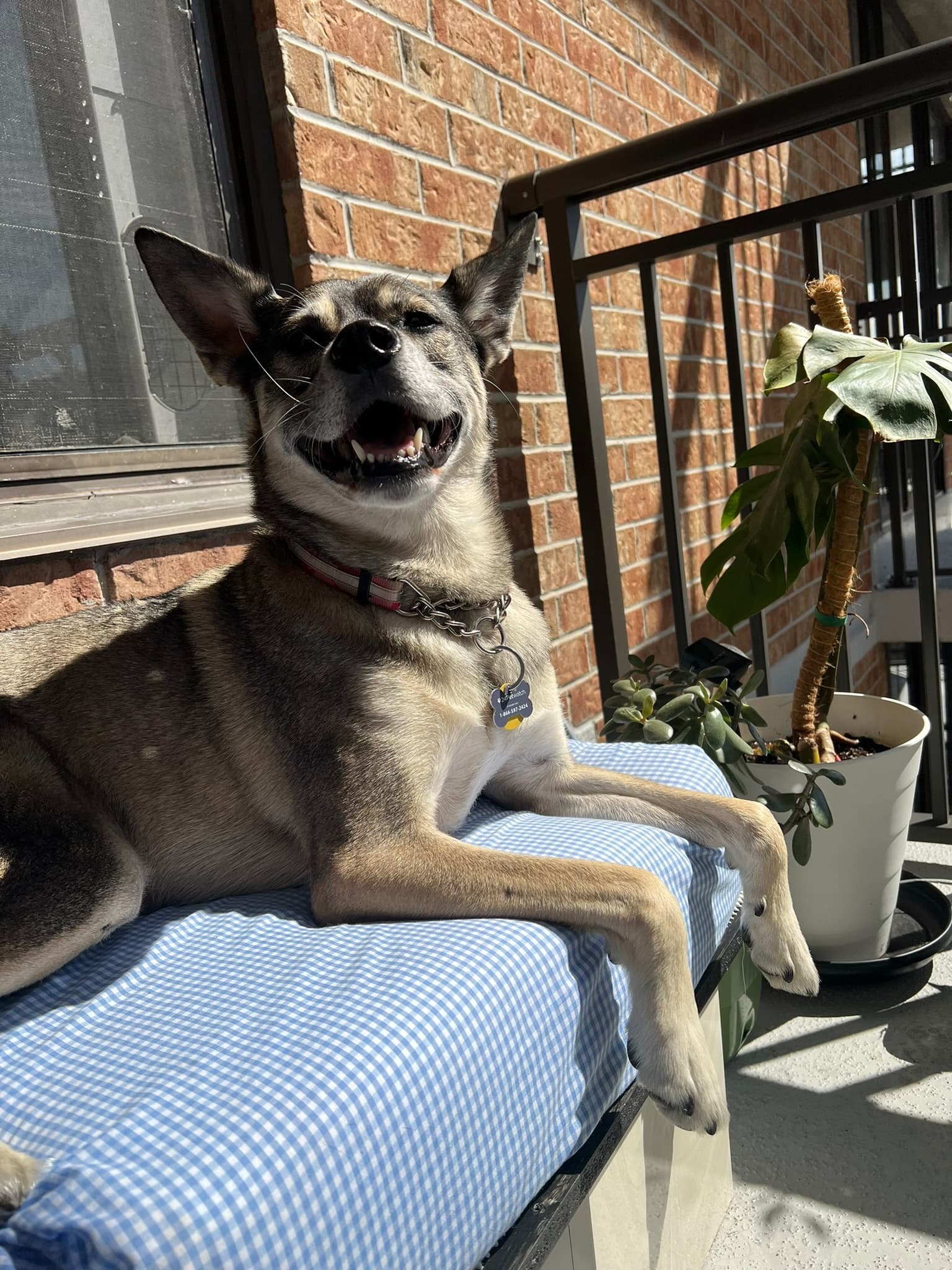 Sunny, secure balcony