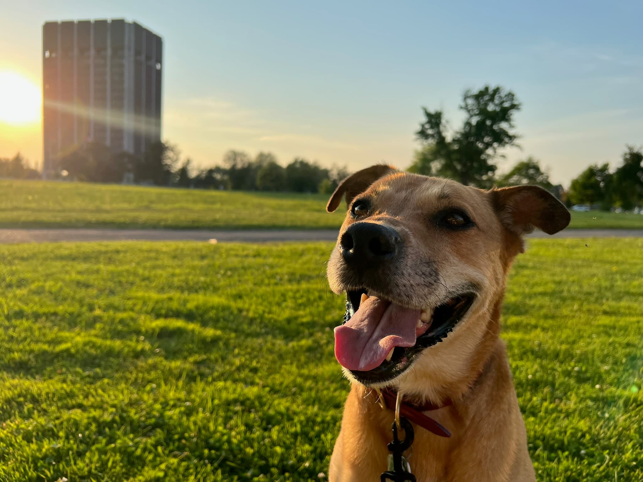 Nearby off-leash dog park