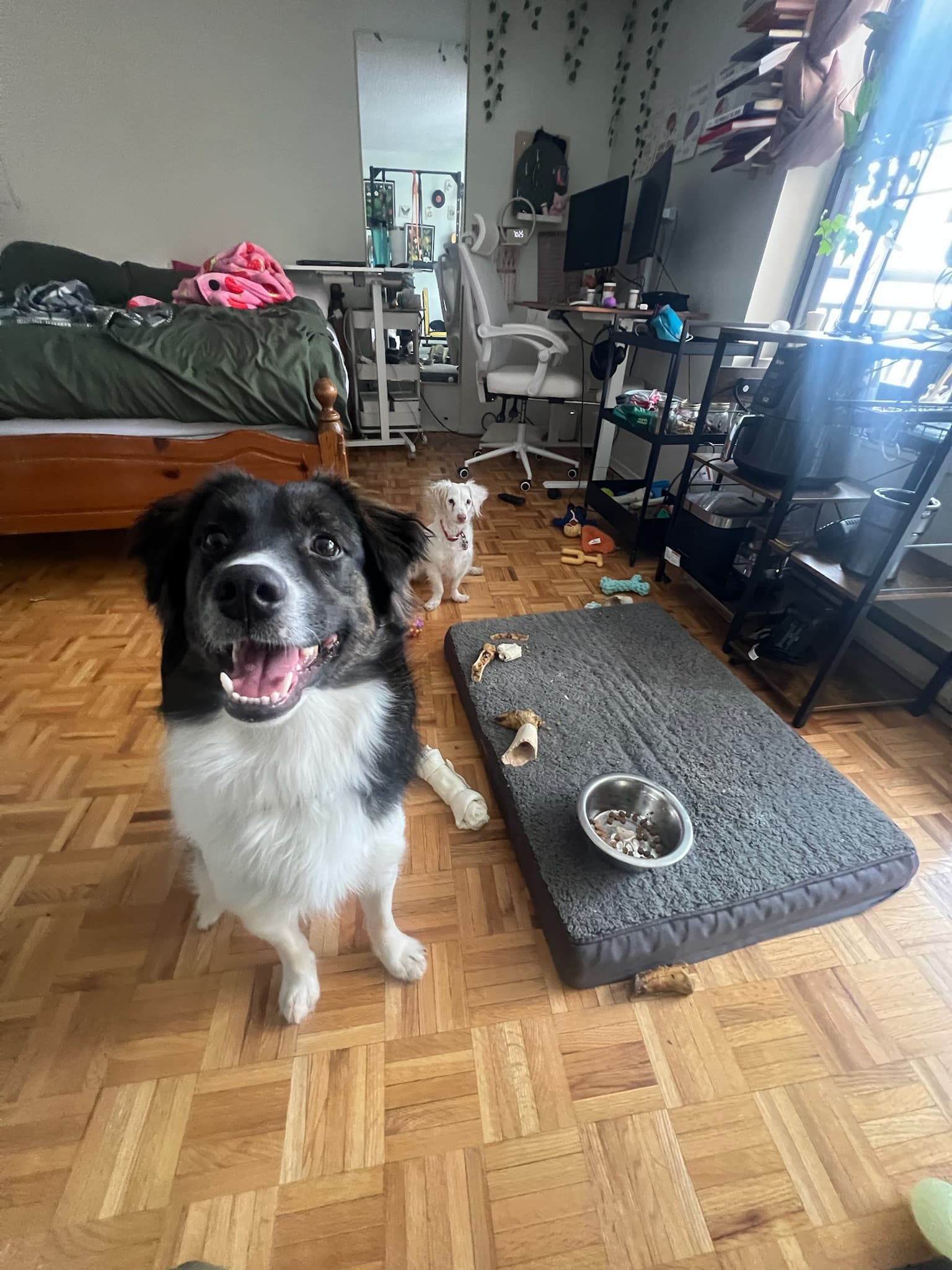 Cozy, clean living area where pets stay