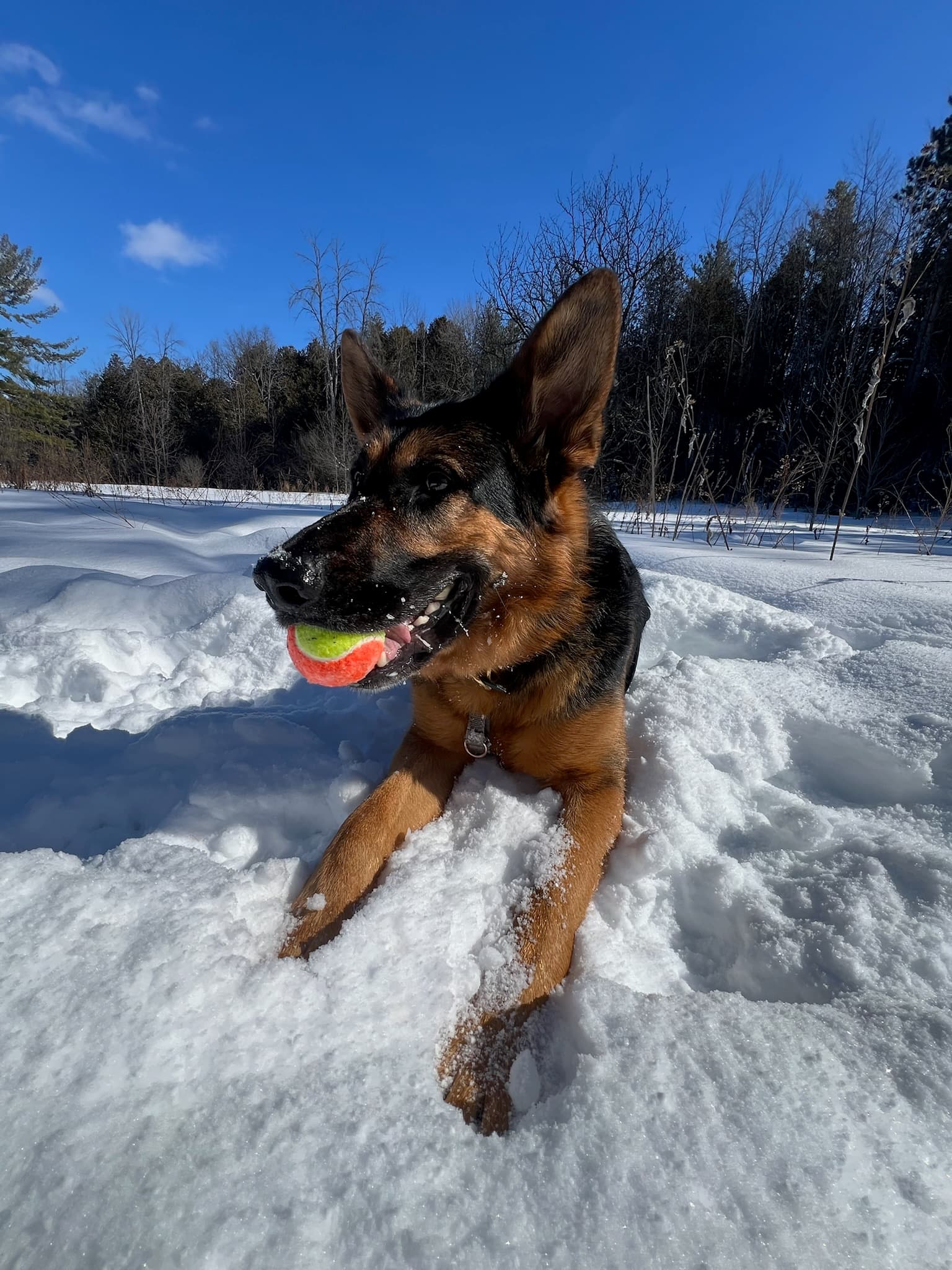 Training Reinforcement
