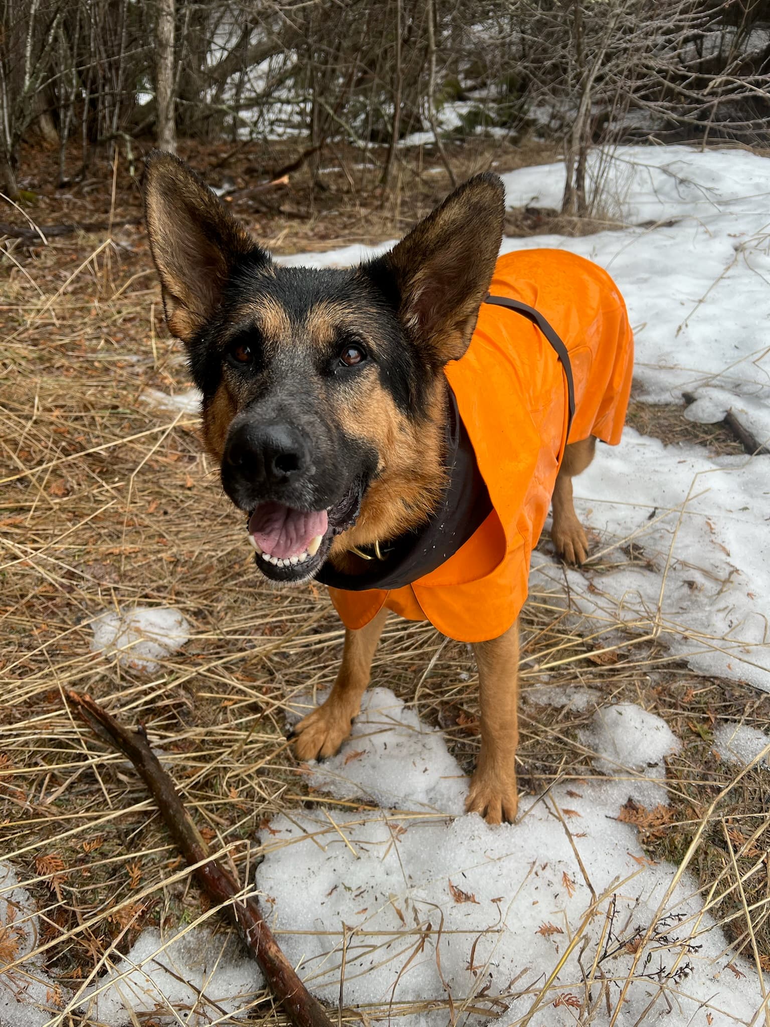 Dog Walking