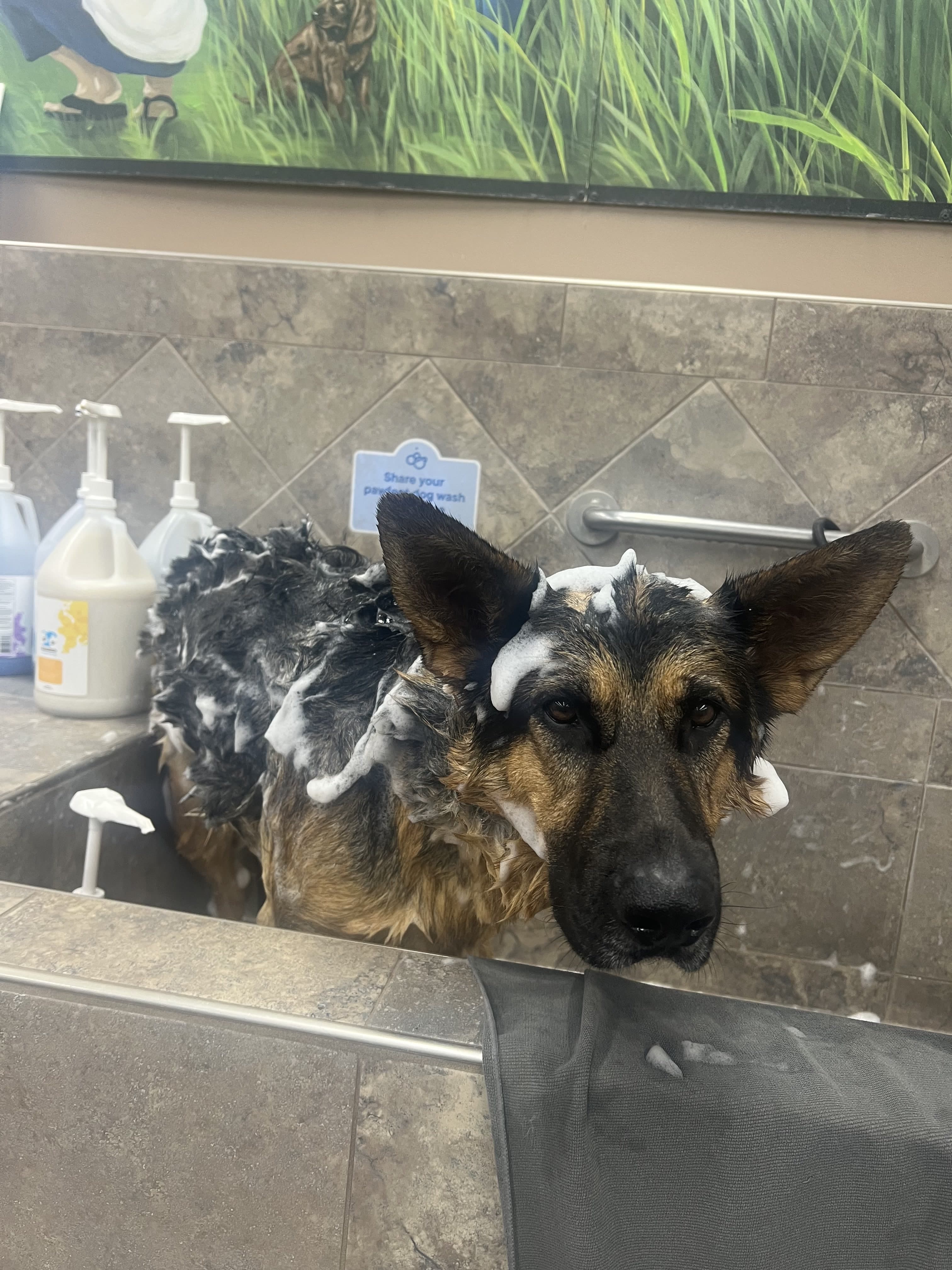 Pampered Paws Treatment