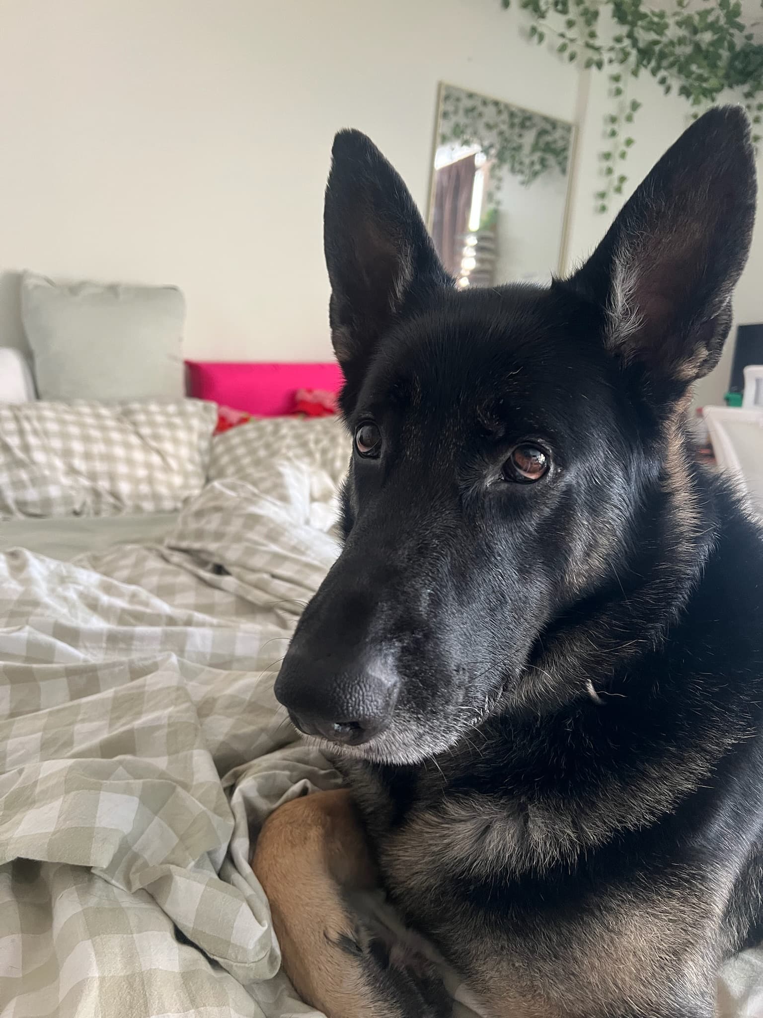 Paw Palace pet update 1