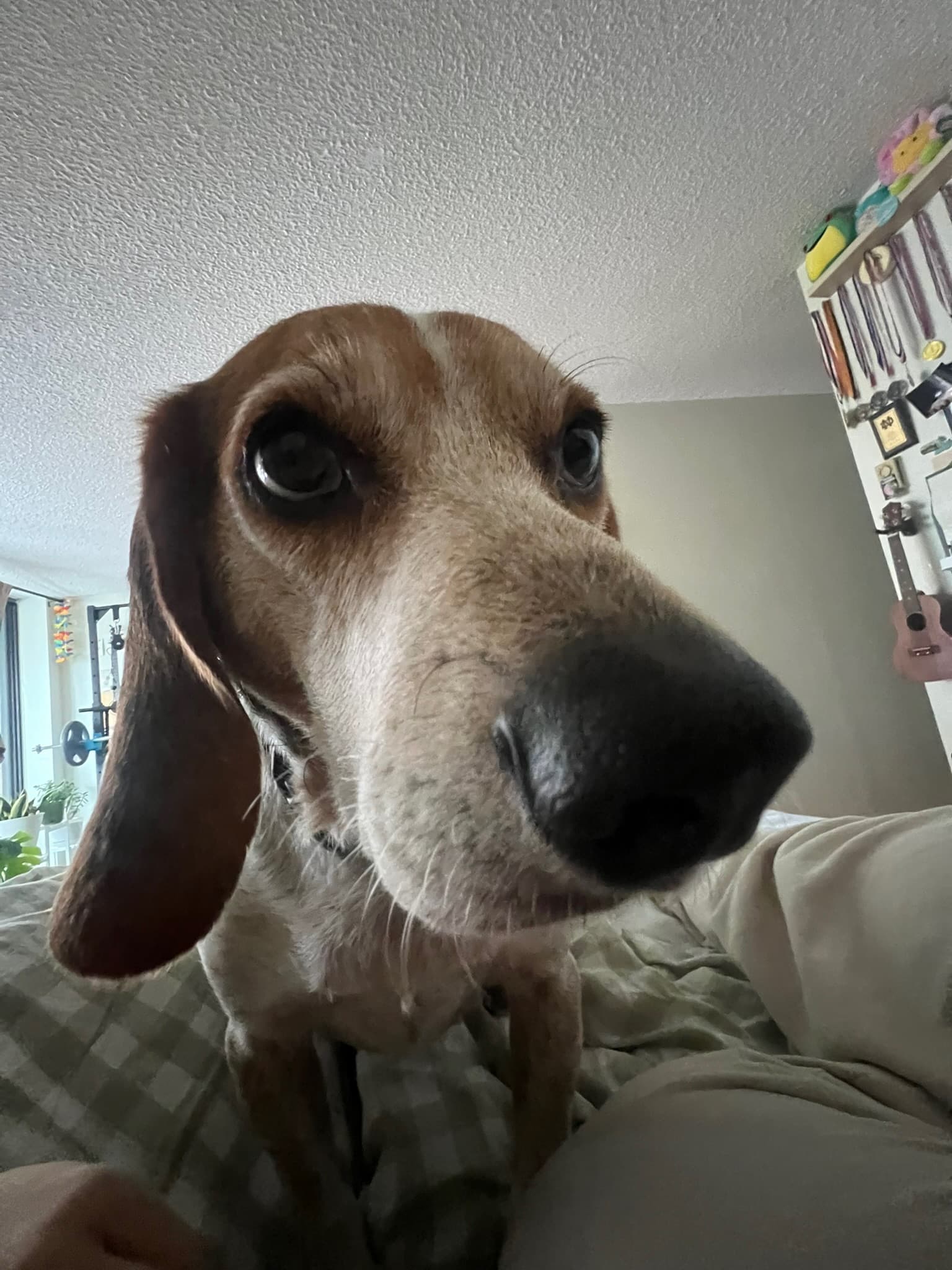 Paw Palace pet update 2