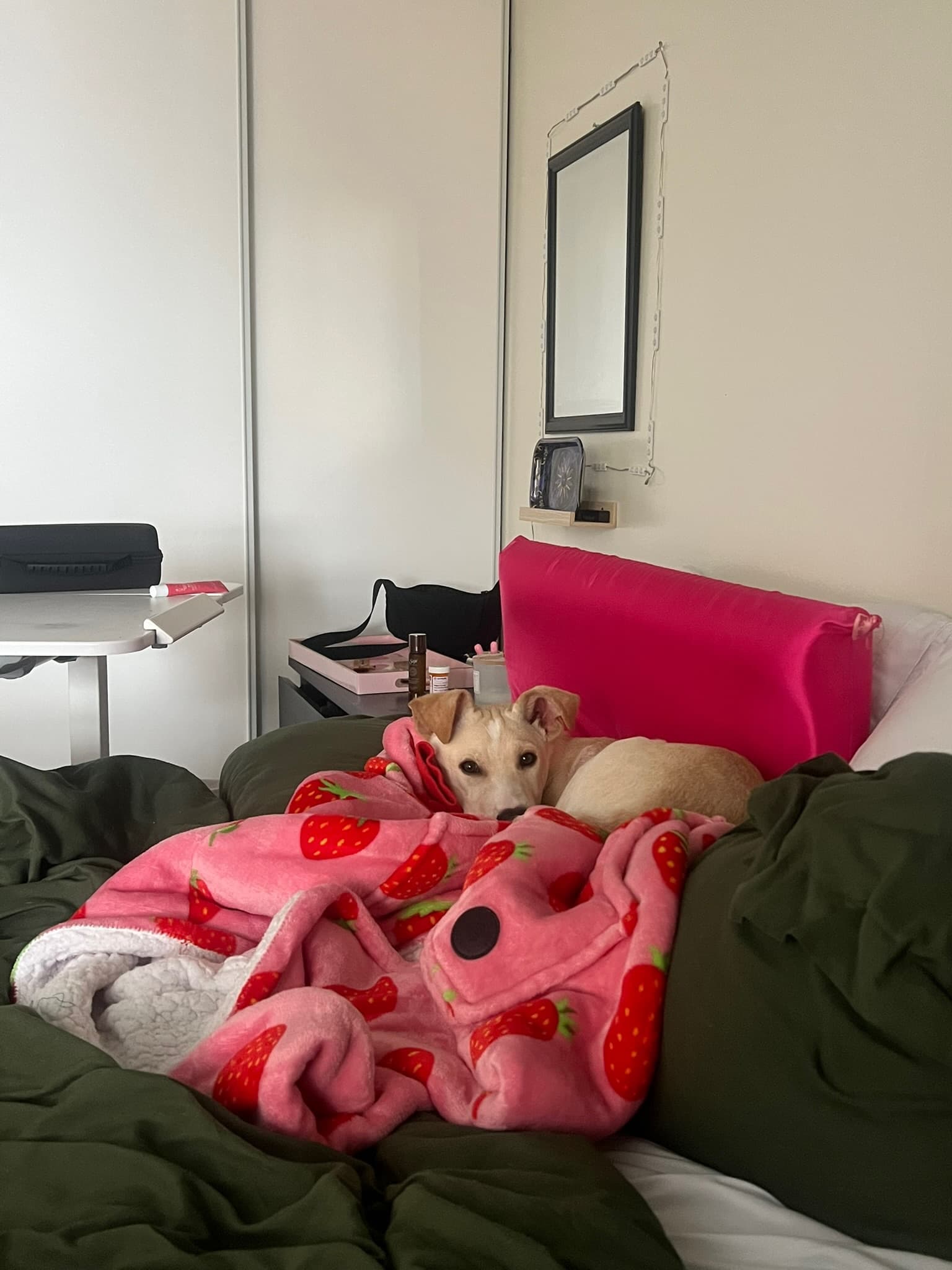 Paw Palace pet update 3