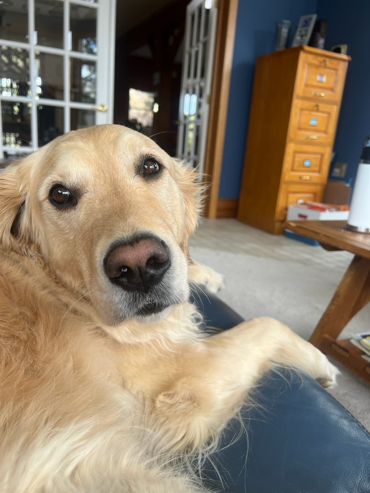 Paw Palace pet update 4